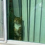 cat, tabby, white_chest, window, glass_door, vertical_blinds, reflection, indoor, pet, animal, curtain, door_frame, looking_outside, feline, domestic_cat, sitting, contemplative, home_interior, quiet, daylight
