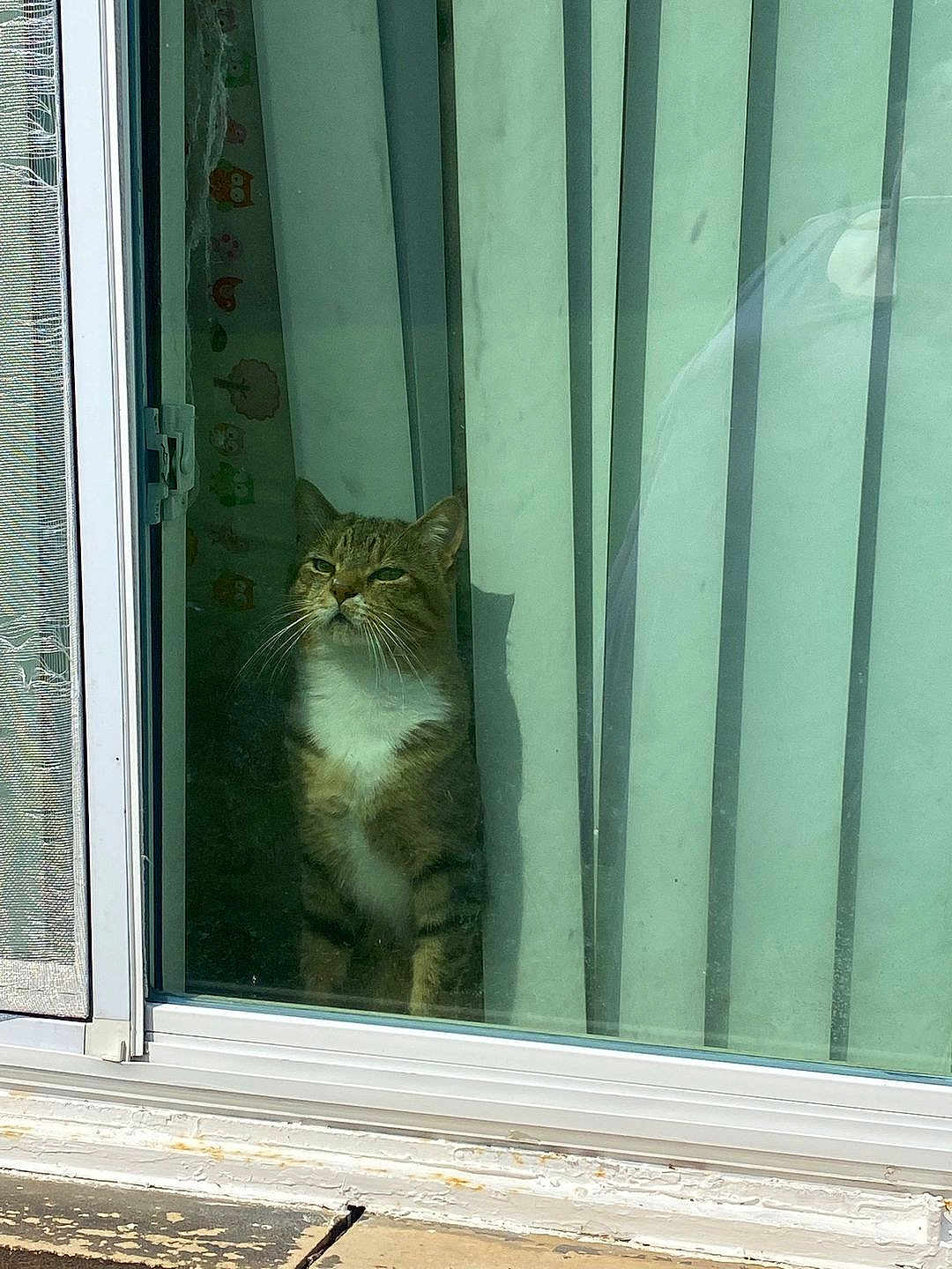 Cokenosie is registered to the contest to win money with this photo: cat, tabby, white_chest, window, glass_door, vertical_blinds, reflection, indoor, pet, animal, curtain, door_frame, looking_outside, feline, domestic_cat, sitting, contemplative, home_interior, quiet, daylight