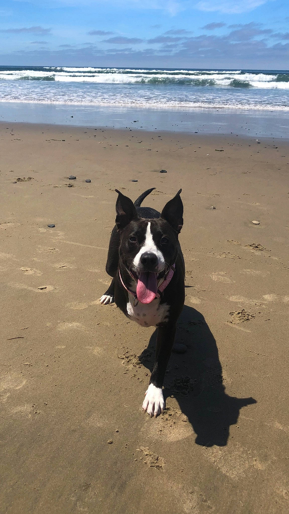 Prada is registered to the contest to win money with this photo: beach, body_of_water, carnivore, cloud, coast, coastal_and_oceanic_landforms, companion_dog, dog, dog_breed, horizon, ocean, sand, shore, sky, sporting_group, tail, vertebrate, water, wave, wind_wave