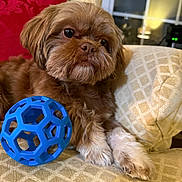 Theo joined the competition — help win amazing prizes! dog, brown_dog, toy_ball, blue_ball, couch, sofa, red_cushion, indoor, pet, fur, paw, looking_away, relaxed, home, comfort, patterned_fabric, close_up, animal, companion, cozy