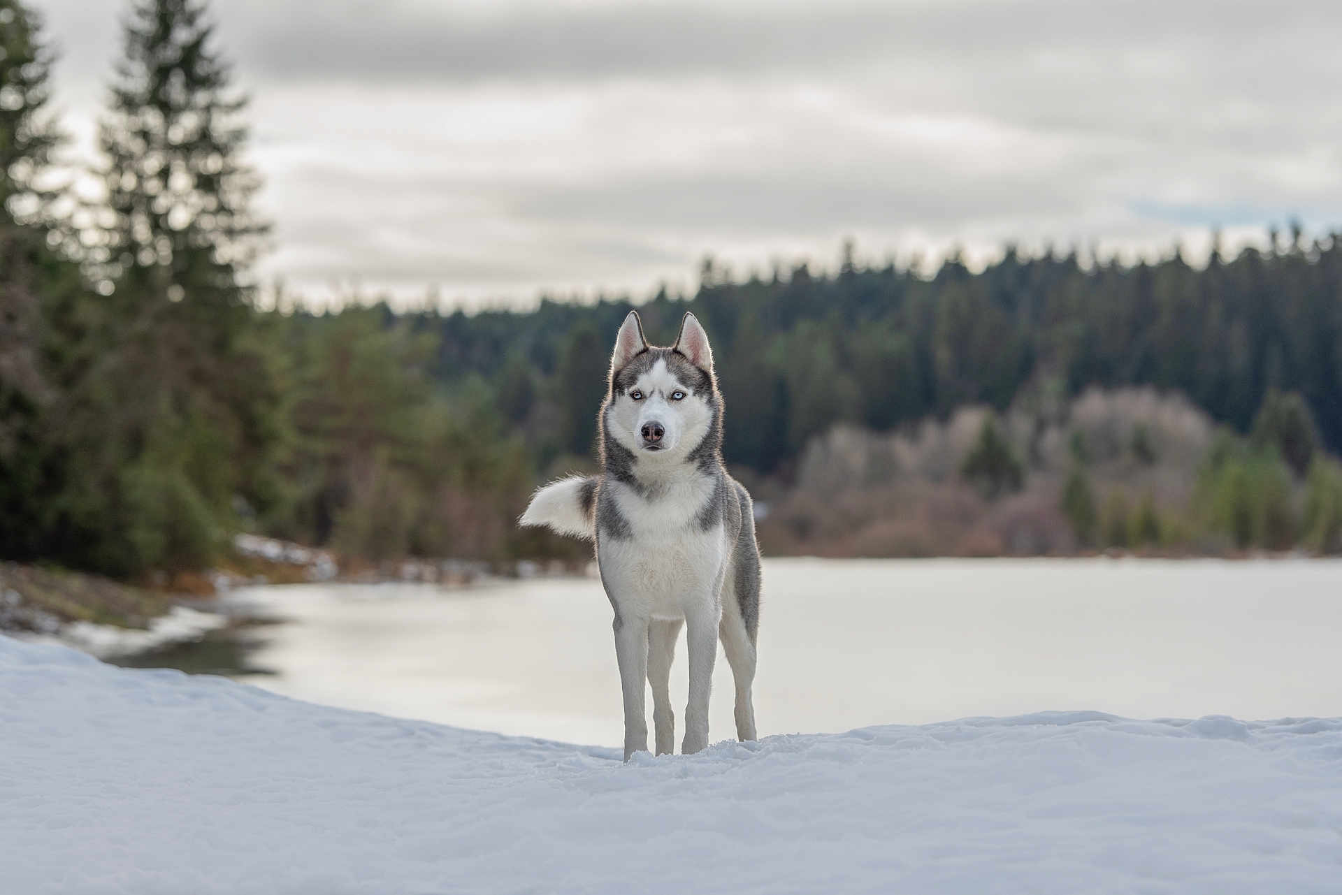 Togo a rejoint le concours — aidez-le/la à gagner de superbes lots ! dog, husky, snow, winter, forest, lake, outdoor, animal, canine, nature, cold, fur, pet, standing, landscape, sky, trees, wildlife, winter_clothing, blue_eyes