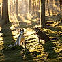 dog, husky, forest, moss, sunlight, trees, nature, outdoor, animal, canine, wildlife, daylight, woods, pets, sunbeam, quiet, scenic, two_animals, sitting, peaceful