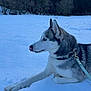Togo participe au concours pour gagner de l'argent avec cette photo : dog, husky, snow, outdoor, animal, pet, forest, winter, canine, leash, nature, cold, fur, tongue, side_view, resting, muzzle, ears, collar, landscape