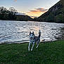 dog, husky, grass, river, water, sunset, sky, trees, nature, outdoor, animal, pet, happy, playful, landscape, hill, clouds, evening, canine, mammal