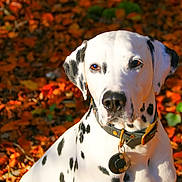 Sherlock a rejoint le concours — aidez-le/la à gagner de superbes lots ! dalmatian, dog, animal, pet, autumn, leaves, outdoor, nature, fall, spot, white, black, collar, portrait, canine, sitting, sunlight, season, colorful, background