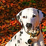 dalmatian, dog, animal, pet, autumn, leaves, outdoor, nature, fall, spot, white, black, collar, portrait, canine, sitting, sunlight, season, colorful, background