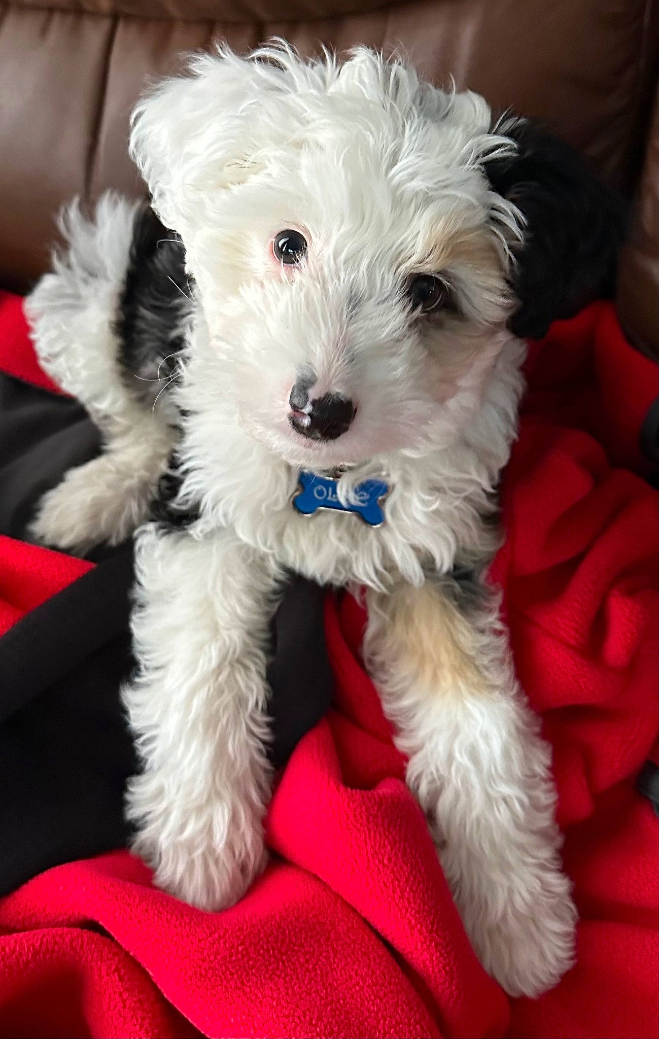 Ollie joined the competition — help win amazing prizes! canidae, carnivore, companion_dog, dog, dog_breed, dog_collar, dog_supply, fashion_accessory, fur, labradoodle, maltepoo, shih_poo, small_terrier, snout, sporting_group, terrier, toy_dog, water_dog, working_animal, yorkipoo