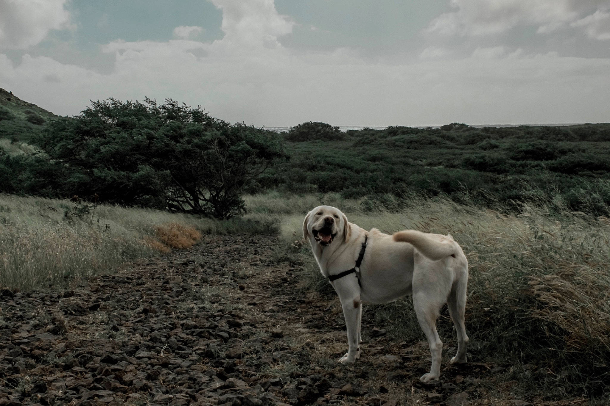 Augi joined the competition — help win amazing prizes! carnivore, cloud, companion_dog, dog, dog_breed, fawn, field, grass, grassland, horizon, landscape, monochrome, monochrome_photography, plant, sky, snout, soil, sporting_group, tree, working_animal