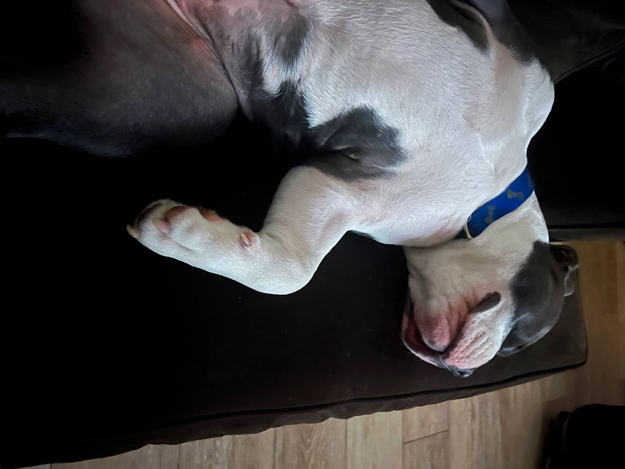 Gucci joined the competition — help win amazing prizes! carnivore, comfort, companion_dog, dog, dog_breed, elbow, fawn, finger, foot, gesture, hand, human_leg, jaw, knee, leg, nail, snout, tail, working_animal, wrist