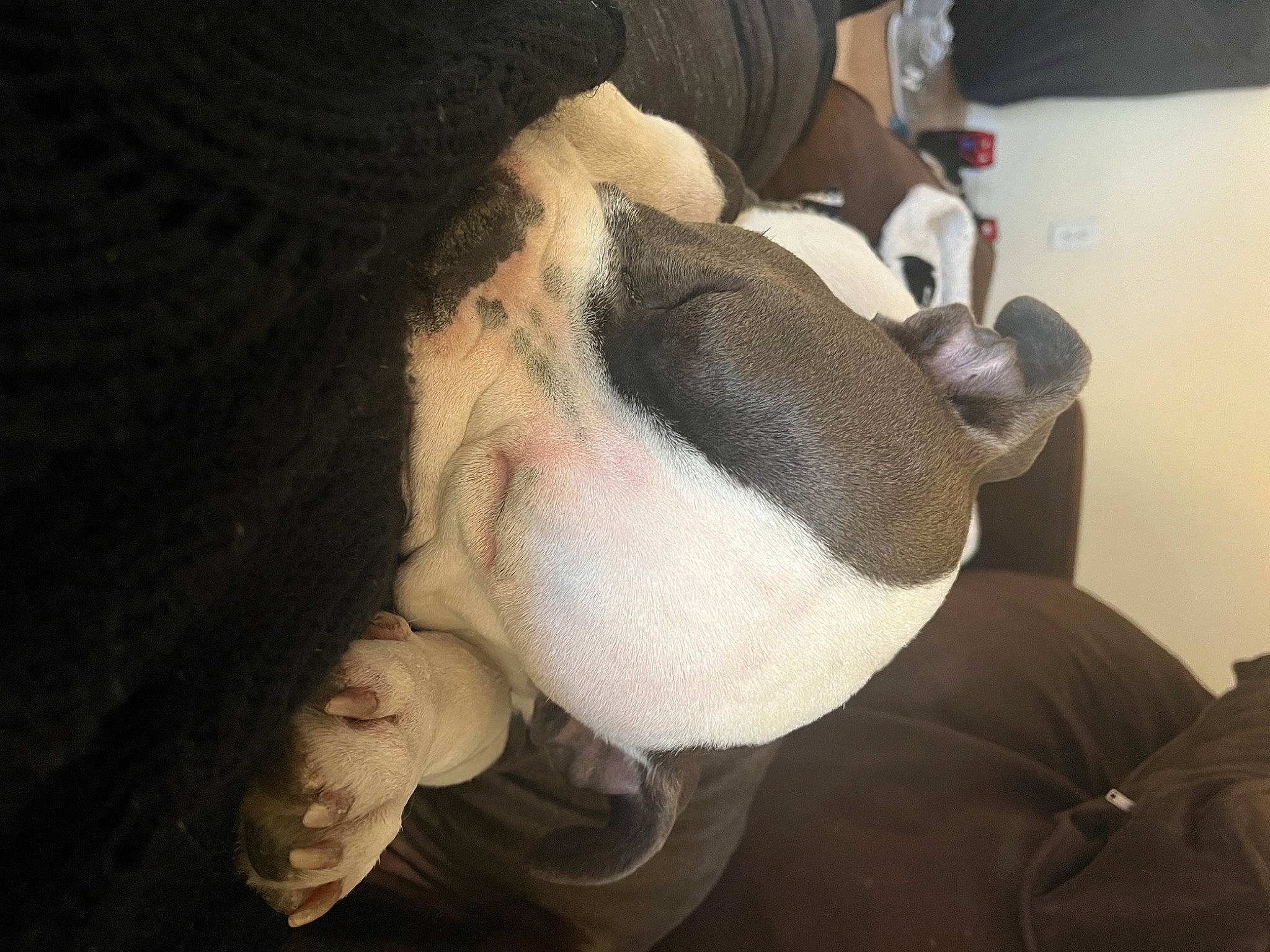 Gucci is registered to the contest to win money with this photo: audio_equipment, beard, canidae, child, comfort, dog_breed, ear, facial_hair, fun, fur, gesture, jaw, neck, nose, personal_protective_equipment, snout, sporting_group, thumb, wool, wrist