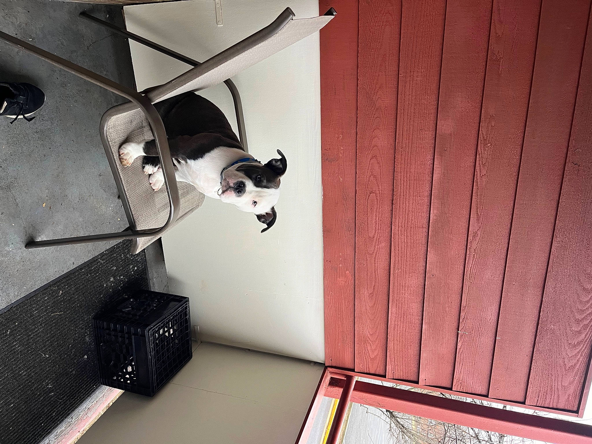 Gucci joined the competition — help win amazing prizes! automotive_design, automotive_exterior, canidae, carnivore, ceiling, eyewear, felidae, floor, flooring, hardwood, interior_design, rectangle, room, small_to_medium_sized_cats, sporting_group, stairs, tints_and_shades, vehicle_door, wood, wood_stain