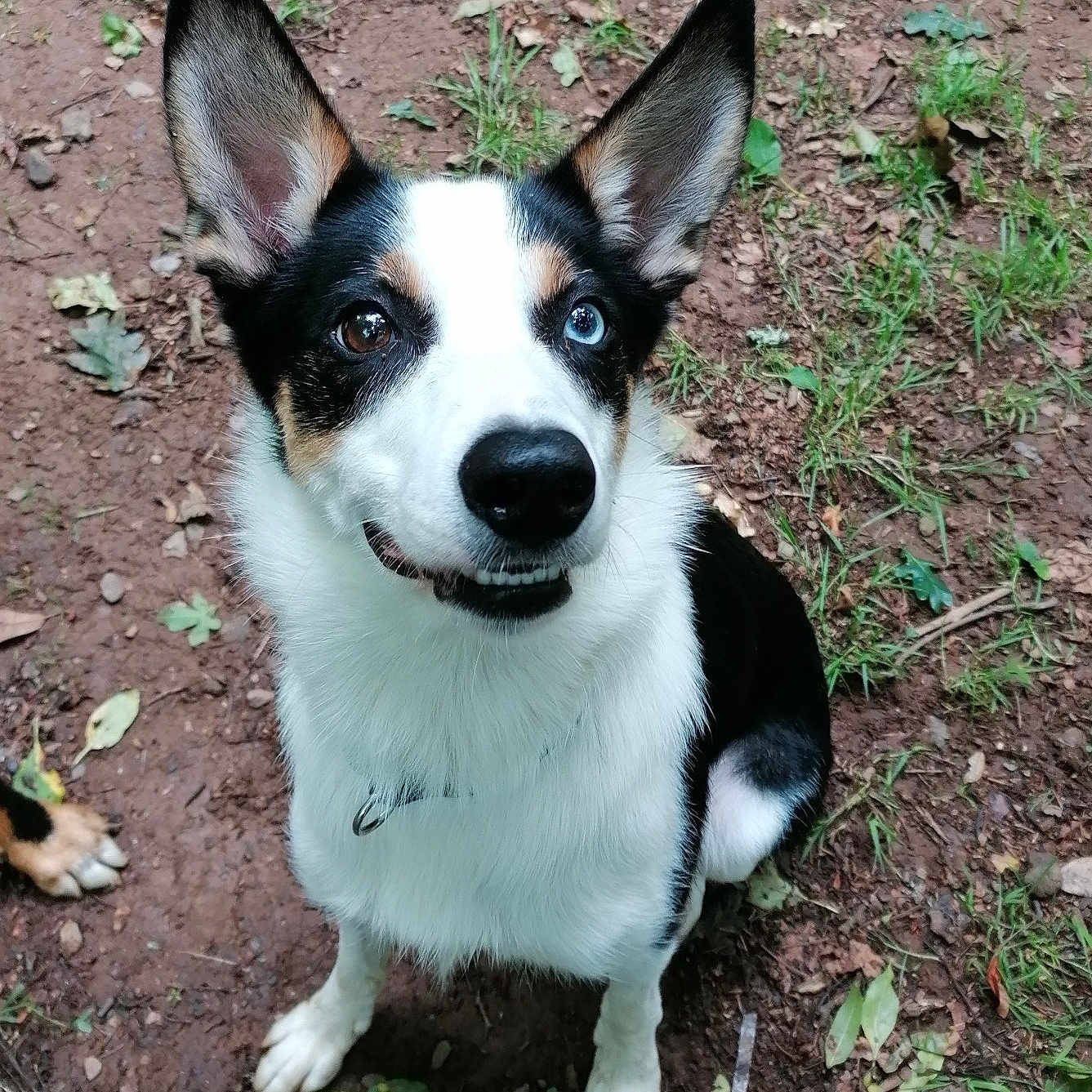 Bodhi