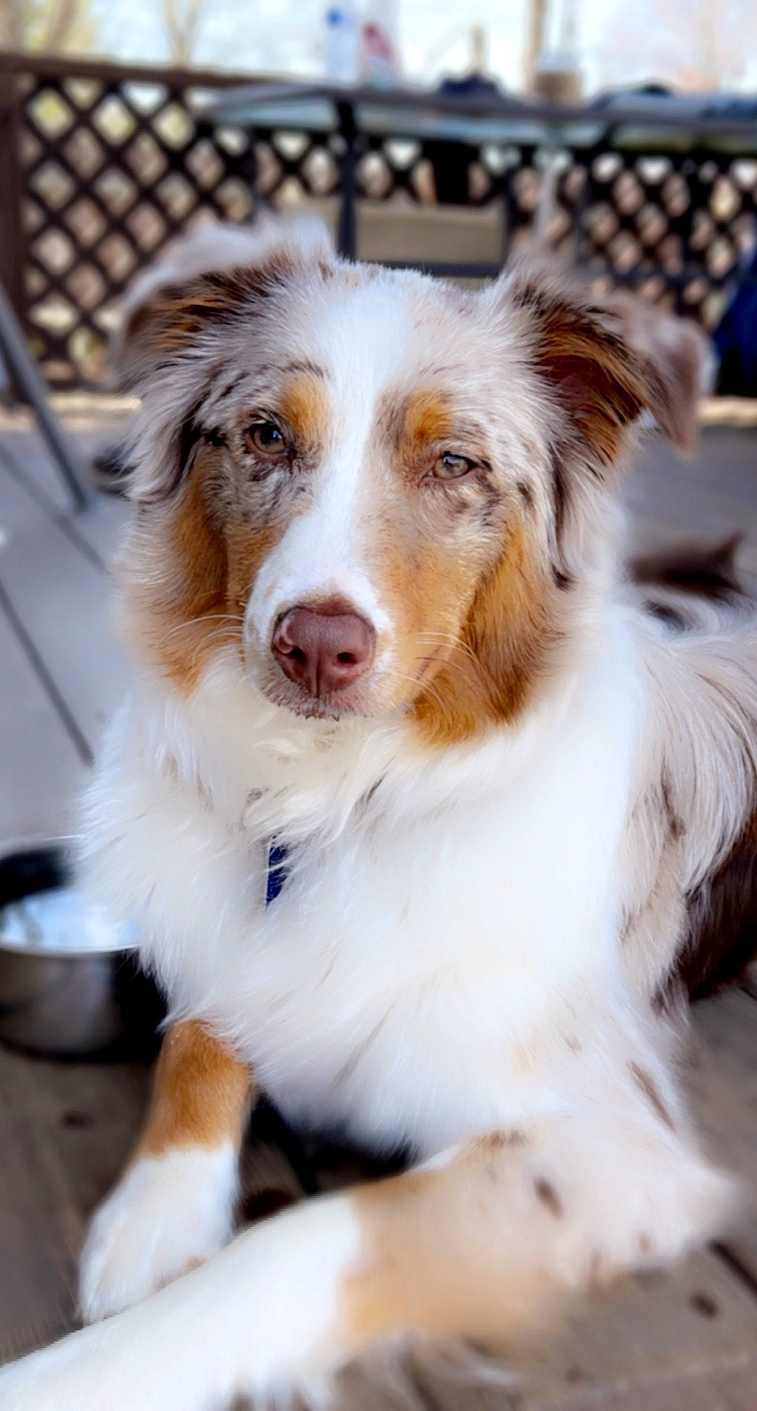Nylie is registered to the contest to win money with this photo: australian_shepherd, carnivore, companion_dog, dog, dog_breed, fur, plant, snout, sporting_group, terrestrial_animal, whiskers, working_dog