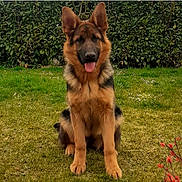 Star participe au concours pour gagner de l'argent avec cette photo : animal, bodypart, canine, dog, germanshepherd, grass, mouth, nature, outdoors, person, pet, plant, policedog, puppy, snout, tongue, yard