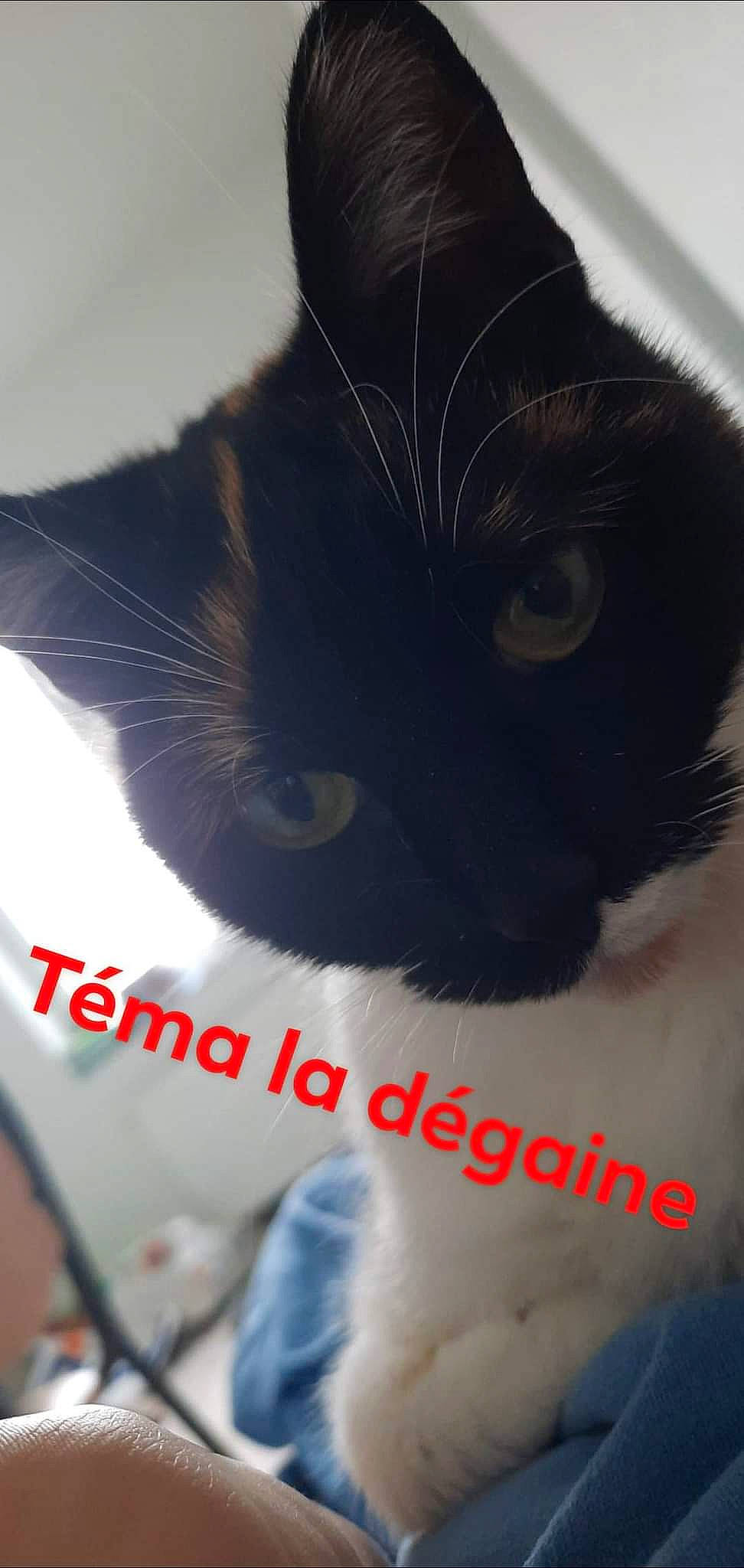 Angel participe au concours pour gagner de l'argent avec cette photo : carnivore, cat, claw, comfort, domestic_short_haired_cat, ear, electric_blue, felidae, font, fur, paw, pet_supply, photo_caption, small_to_medium_sized_cats, snout, tail, terrestrial_animal, whiskers