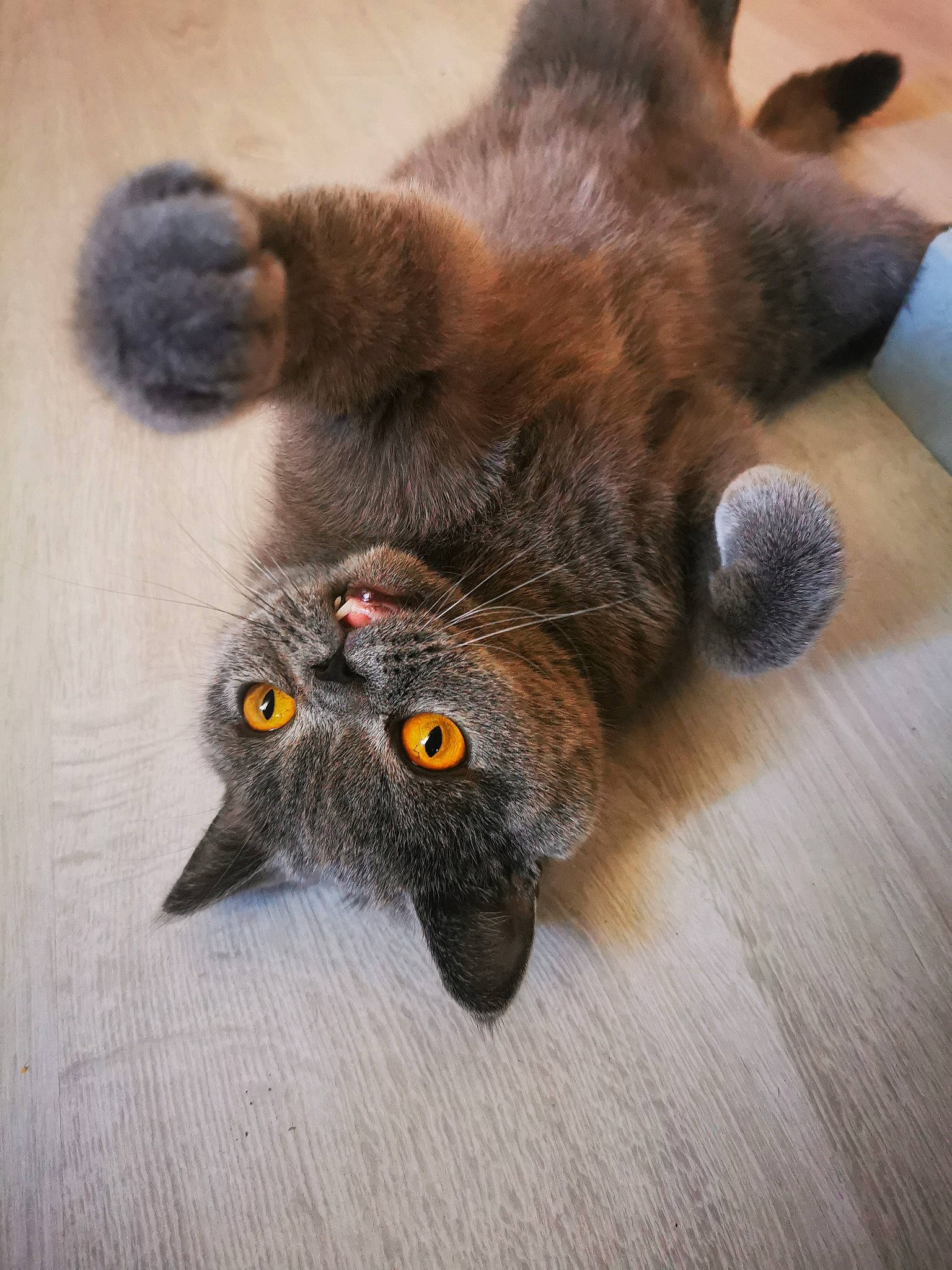 Marty a rejoint le concours — aidez-le/la à gagner de superbes lots ! black_cat, carnivore, cat, cat_toy, claw, domestic_short_haired_cat, fawn, felidae, flooring, foot, fur, grey, hardwood, paw, small_to_medium_sized_cats, snout, tail, terrestrial_animal, whiskers, wood