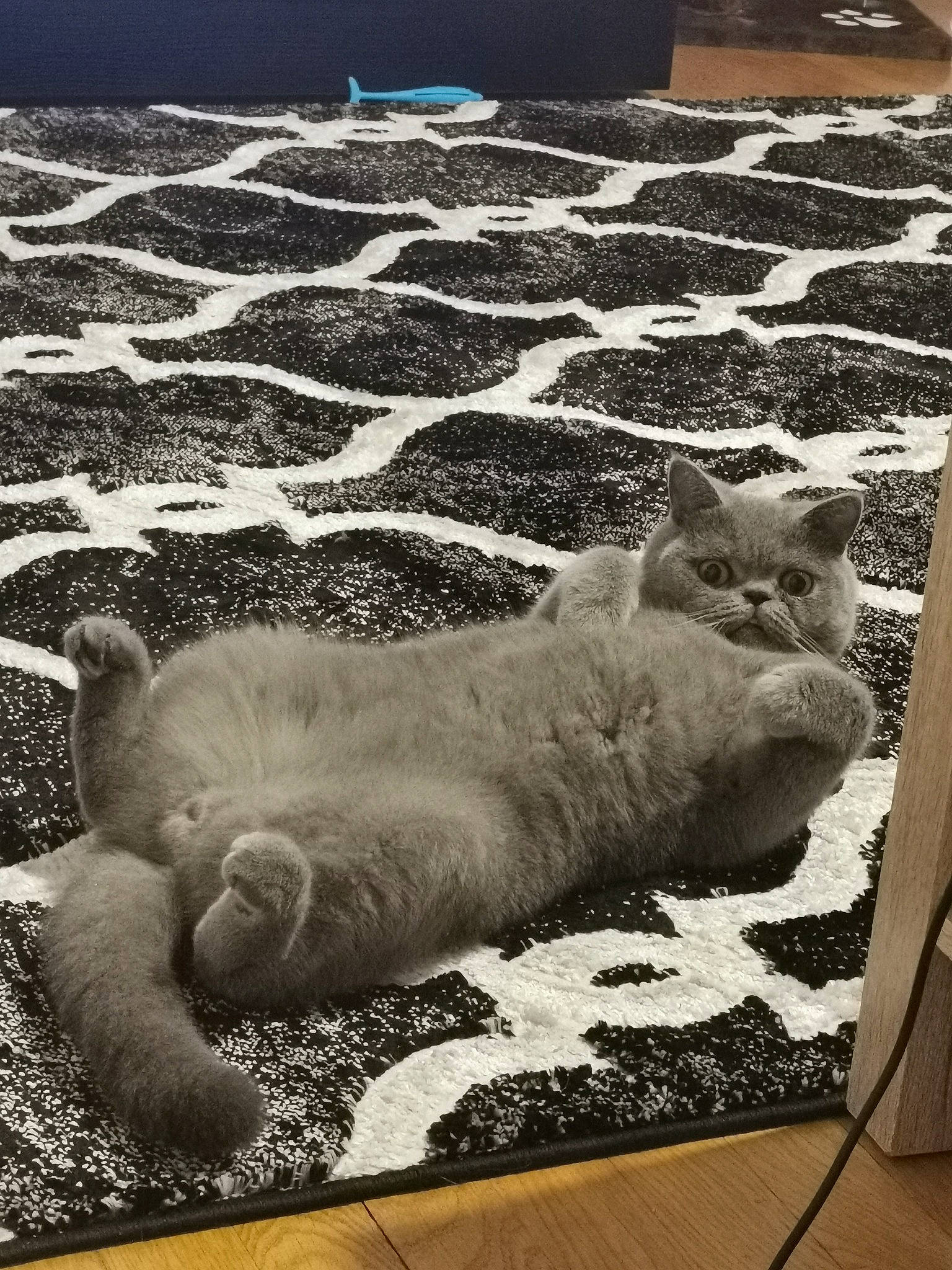 Marty participe au concours pour gagner de l'argent avec cette photo : black_and_white, carnivore, cat, dog_breed, fawn, felidae, fur, grey, line, monochrome, monochrome_photography, paw, road_surface, small_to_medium_sized_cats, snout, style, tail, terrestrial_animal, water, whiskers