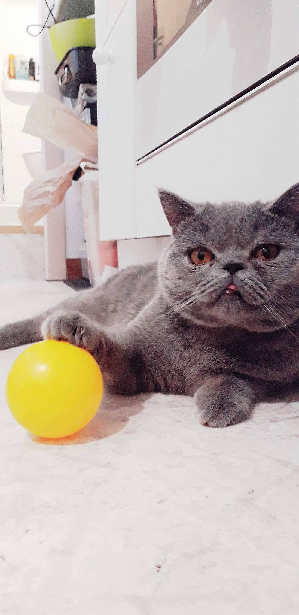 Marty participe au concours pour gagner de l'argent avec cette photo : carnivore, cat, cat_supply, citrus, comfort, domestic_short_haired_cat, fawn, felidae, flooring, fur, grey, lemon, meyer_lemon, paw, sitting, small_to_medium_sized_cats, snout, tail, terrestrial_animal, whiskers