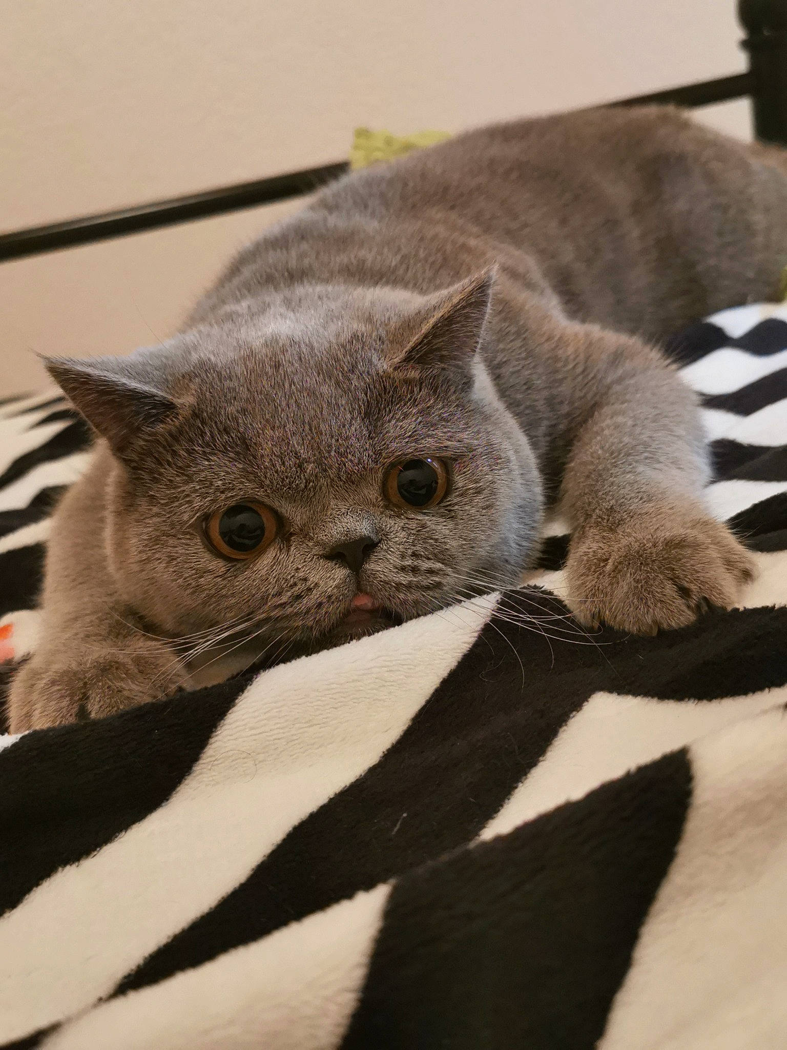 Marty participe au concours pour gagner de l'argent avec cette photo : carnivore, cat, claw, domestic_short_haired_cat, fawn, felidae, fur, grey, mammal, russian_blue, small_to_medium_sized_cats, terrestrial_animal, vertebrate, whiskers