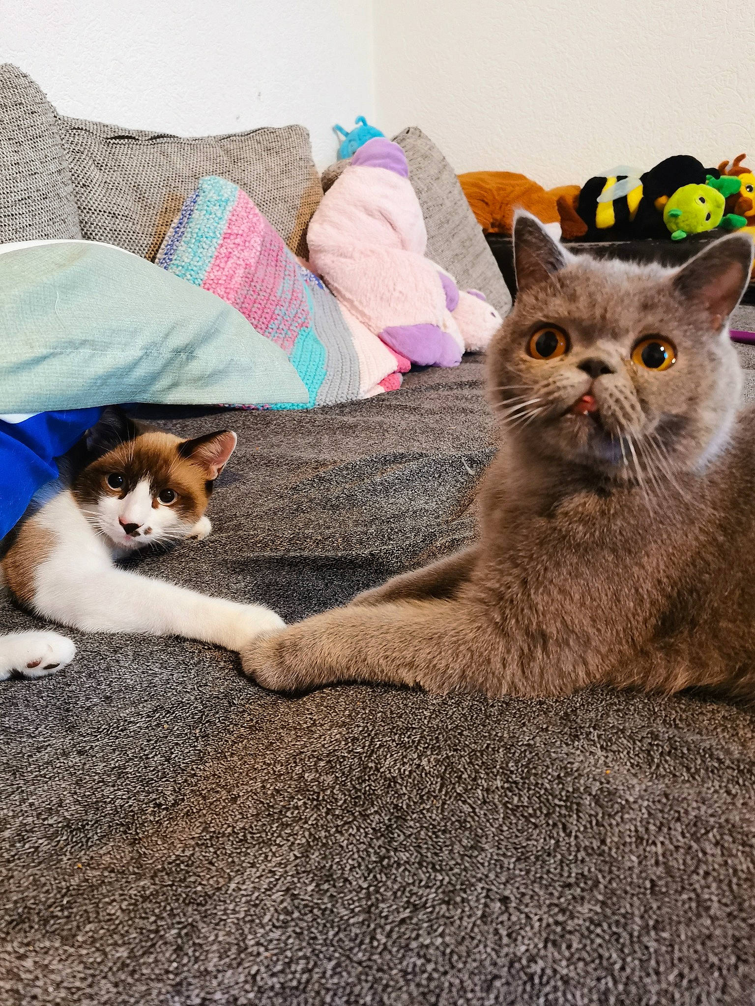 Kitty participe au concours pour gagner de l'argent avec cette photo : carnivore, cat, comfort, companion_dog, domestic_short_haired_cat, fawn, felidae, foot, fur, grey, human_leg, linens, nap, paw, sand, sitting, small_to_medium_sized_cats, tail, vertebrate, whiskers