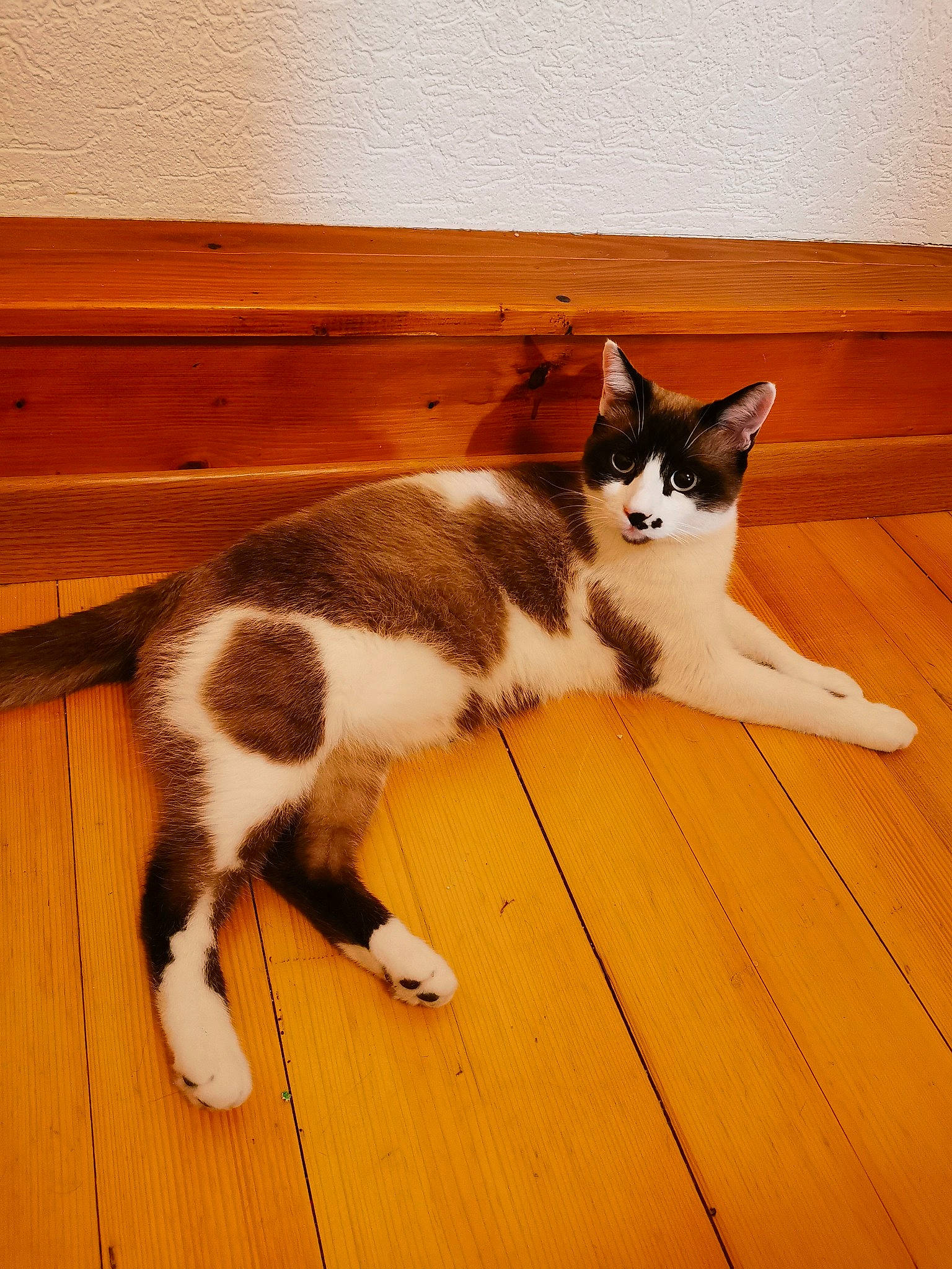 Kitty a rejoint le concours — aidez-le/la à gagner de superbes lots ! carnivore, cat, dog_breed, domestic_short_haired_cat, felidae, floor, flooring, foot, fur, hardwood, human_leg, laminate_flooring, plant, small_to_medium_sized_cats, snout, tail, whiskers, wood, wood_flooring, wood_stain