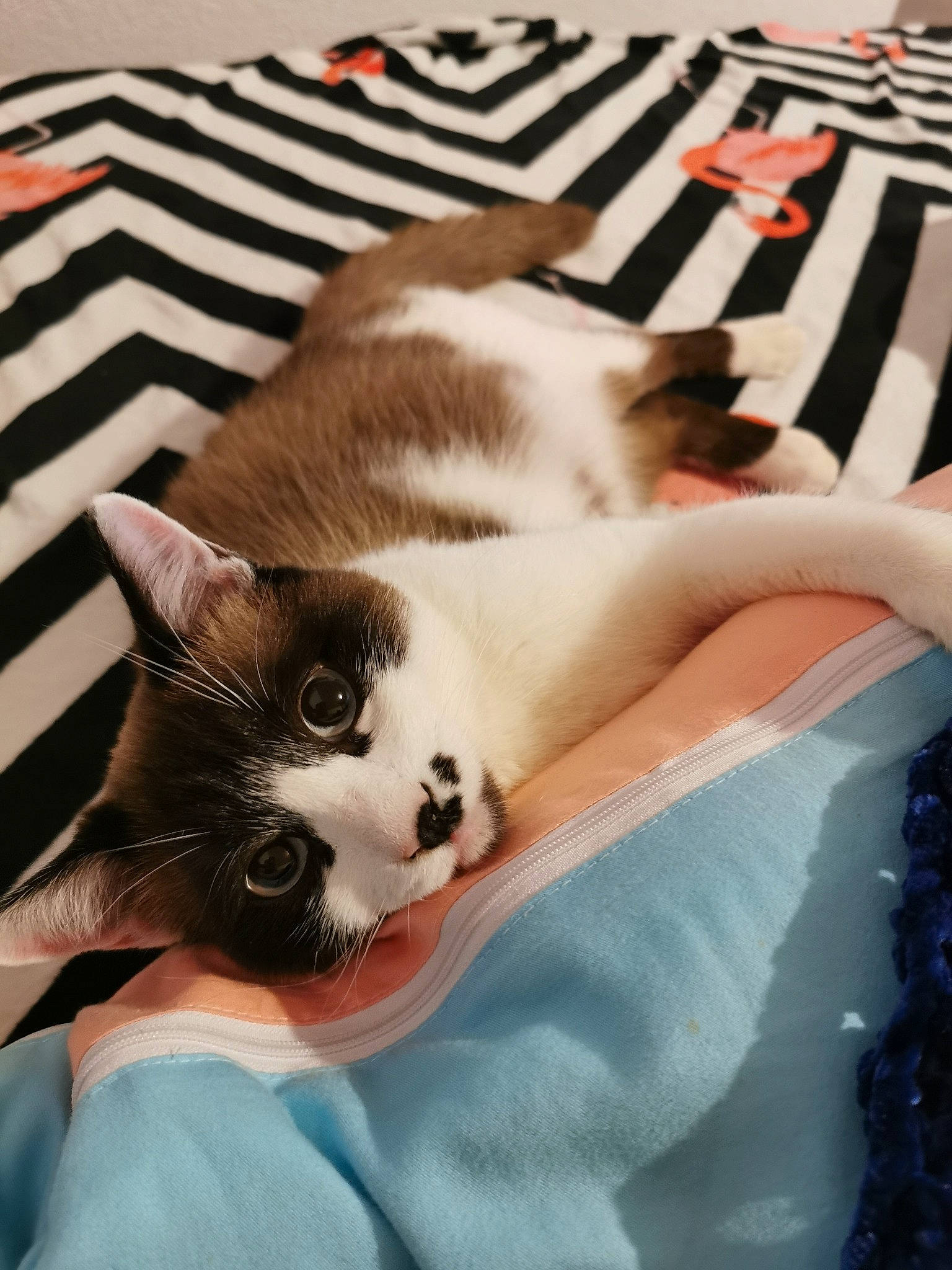 Kitty participe au concours pour gagner de l'argent avec cette photo : carnivore, cat, comfort, domestic_short_haired_cat, fawn, felidae, flooring, fur, hardwood, human_leg, linens, nap, pattern, paw, sitting, small_to_medium_sized_cats, snout, tail, whiskers, wood