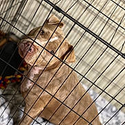 Bonnie is registered to the contest to win money with this photo: dog, pet, crate, cage, brown_dog, animal, canine, indoors, blanket, furniture, looking_up, sitting, companion, domestic_animal, close_up, cute, expression, snout, ears, fur