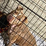 dog, pet, crate, cage, brown_dog, animal, canine, indoors, blanket, furniture, looking_up, sitting, companion, domestic_animal, close_up, cute, expression, snout, ears, fur