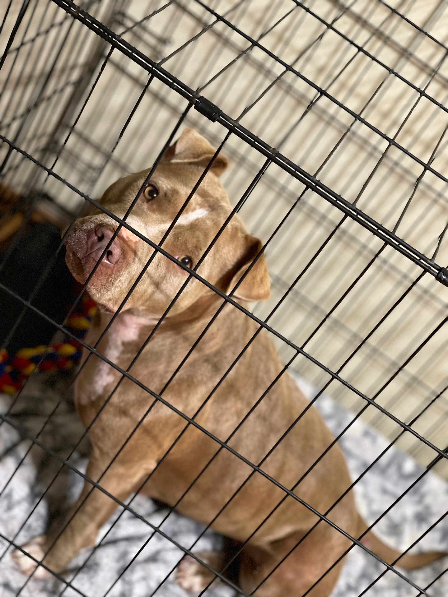 Bonnie is registered to the contest to win money with this photo: dog, pet, crate, cage, brown_dog, animal, canine, indoors, blanket, furniture, looking_up, sitting, companion, domestic_animal, close_up, cute, expression, snout, ears, fur