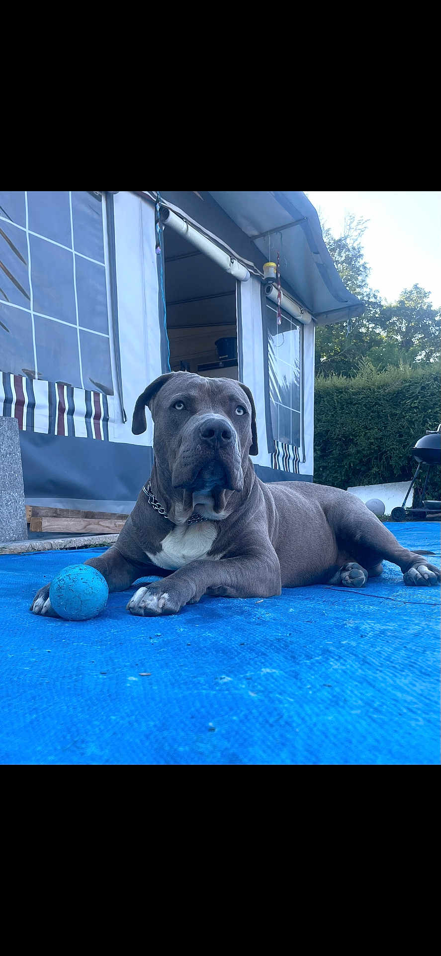 Atao a rejoint le concours — aidez-le/la à gagner de superbes lots ! dog, blue_ball, outdoor, tent, gray_dog, chain_collar, blue_eyes, lounge, playful, pet, canine, yard, recreation, summer, grass, sunlight, relaxation, animal, companion, toy