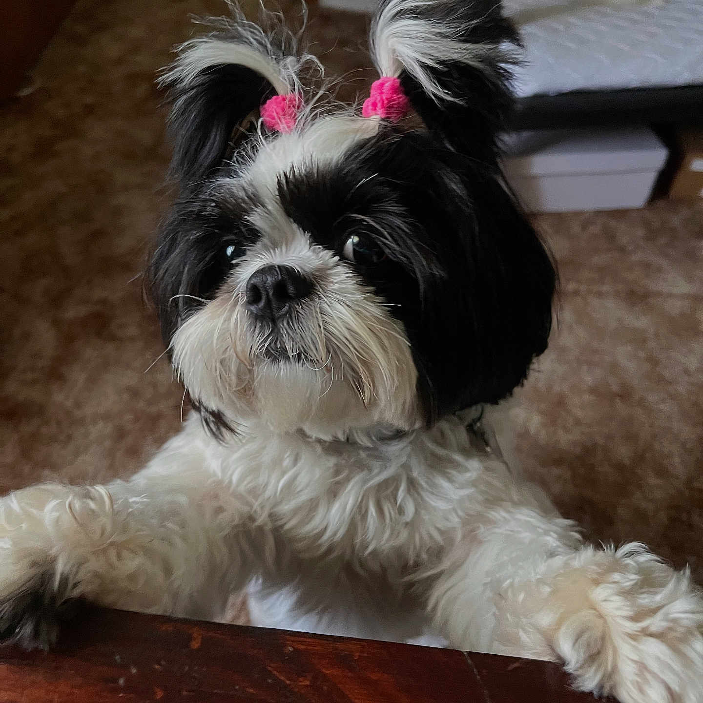 Vivi Grace joined the competition — help win amazing prizes! adorable, animal, black_and_white, close_up, curious, cute, dog, domestic, eyes, face, fluffy, fur, hair_ties, indoor, nose, paws, pet, small_dog, standing, wooden_surface