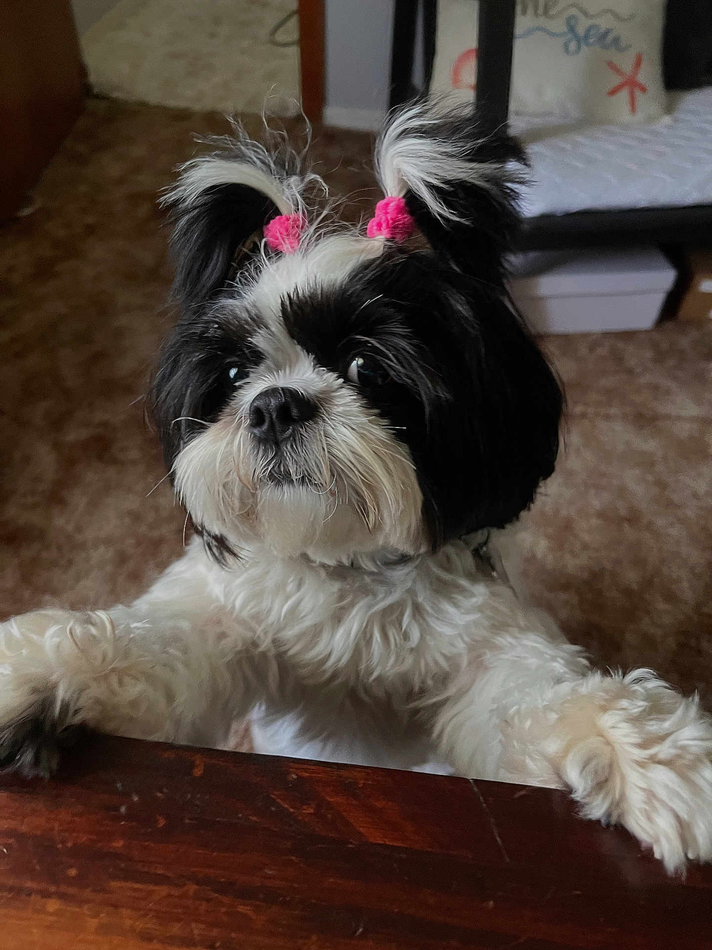 Vivi Grace joined the competition — help win amazing prizes! adorable, animal, black_and_white, close_up, curious, cute, dog, domestic, eyes, face, fluffy, fur, hair_ties, indoor, nose, paws, pet, small_dog, standing, wooden_surface