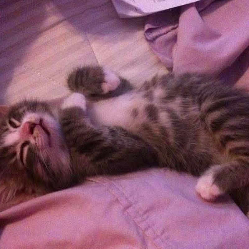 Boomer joined the competition — help win amazing prizes! kitten, cat, sleeping, lying_down, cute, feline, pet, young_animal, striped, white_paws, fluffy, domestic_cat, relaxed, soft, blanket, indoor, cozy, small, resting, fur