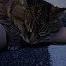 Zofia joined the competition — help win amazing prizes! cat, tabby, sleeping, pet, animal, closeup, feline, indoor, resting, cozy, blanket, paw, fur, whiskers, comfort, relaxation, human_arm, soft_light, bedroom, quiet