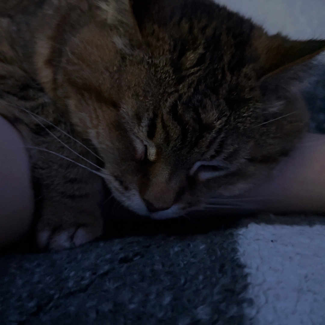 Zofia joined the competition — help win amazing prizes! cat, tabby, sleeping, pet, animal, closeup, feline, indoor, resting, cozy, blanket, paw, fur, whiskers, comfort, relaxation, human_arm, soft_light, bedroom, quiet