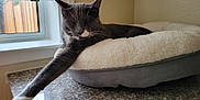 Lando is registered to the contest to win money with this photo: animal, cat, cozy, domestic_cat, feline, fluffy_bed, granite_countertop, gray_cat, home, indoor, natural_light, pet_bed, quiet, relaxed, resting, soft_light, stretching, whiskers, white_paw, window