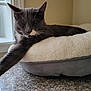 animal, cat, cozy, domestic_cat, feline, fluffy_bed, granite_countertop, gray_cat, home, indoor, natural_light, pet_bed, quiet, relaxed, resting, soft_light, stretching, whiskers, white_paw, window