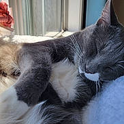 Lando joined the competition — help win amazing prizes! animal, cat, closeup, cozy, domestic_cat, fluffy, fur, gray_cat, indoors, nap, pet, pillow, relaxed, sleeping, soft, sunlight, toy, whiskers, white_fur, window