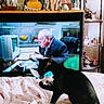 animal, bedspread, black_cat, blanket, butterfly_pattern, cat, chair, decor, doll, figurine, furniture, home, indoor, knickknacks, man_on_tv, pet, room, shelf, television, toy