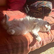 Pink participe au concours pour gagner de l'argent avec cette photo :