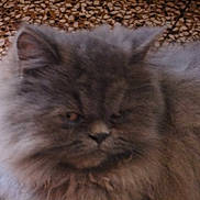 Marley participe au concours pour gagner de l'argent avec cette photo :