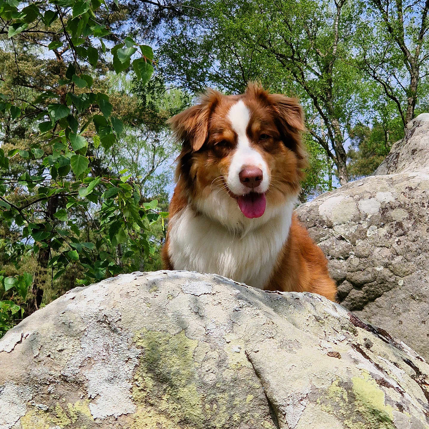 Nala participe au concours pour gagner de l'argent avec cette photo : animal, canine, collie, dog, goldenretriever, grass, head, hound, husky, jungle, nature, outdoors, person, pet, plant, puppy, rock, slate, tree, vegetation