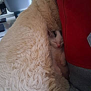 Arthur Et Anais participe au concours pour gagner de l'argent avec cette photo : kitten, sleeping, blanket, furry, cozy, cute, pet, indoor, resting, small, fur, comfort, paws, pink_nose, relaxing, cushion, home, animal, nap, peaceful