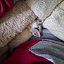 Arthur Et Anais a rejoint le concours — aidez-le/la à gagner de superbes lots ! kitten, sleeping, blanket, soft, cozy, fur, pink_ear, white_fur, gray_fur, red_clothing, gray_clothing, texture, closeup, resting, domestic_animal, pet, indoor, comfort, small, cute