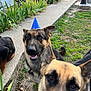 dog, german_shepherd, party_hat, outdoor, grass, sidewalk, flower_bed, pet, canine, animal, garden, smiling, close_up, nature, happy, playful, ears, fur, tongue, celebration