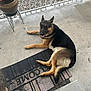german_shepherd, dog, pet, canine, welcome_mat, porch, concrete, plant, potted_plant, gravel, fence, outdoor, laying_down, animal, ears_up, tail, smiling, home, guard_dog, relaxed