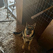Maximiliano joined the competition — help win amazing prizes! dog, german_shepherd, animal, pet, barn, wooden_wall, wire_fence, straw, floor, farm, tool, indoor, brown, black, ears, tail, sitting, looking_up, canine, happy