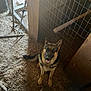 dog, german_shepherd, animal, pet, barn, wooden_wall, wire_fence, straw, floor, farm, tool, indoor, brown, black, ears, tail, sitting, looking_up, canine, happy