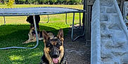 Maximiliano is registered to the contest to win money with this photo: dog, german_shepherd, playground, slide, trampoline, grass, sky, clouds, outdoor, sunny, pet, animal, nature, tree, fence, play, park, tongue_out, happy, resting