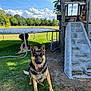 dog, german_shepherd, playground, slide, trampoline, grass, sky, clouds, outdoor, sunny, pet, animal, nature, tree, fence, play, park, tongue_out, happy, resting